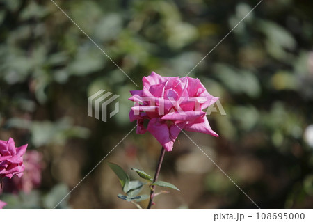 荒尾市　おもやい市民花壇　バラの花、 108695000