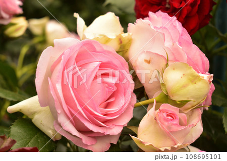 家庭ガーデニング 108695101