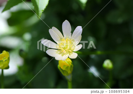 白と黄色のヒメリュウキンカの小さな花たち(自然光・マクロレンズ接写) 白と黄色のヒメリュウキンカの小さな花たち(自然光・マクロレンズ接写) 108695384