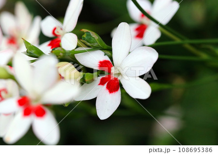 和風な趣の白とピンクの地色に赤の差し色が入ったヒメヒオウギの花群(屋外マクロ接写写真) 和風な趣の白とピンクの地色に赤の差し色が入ったヒメヒオウギの花群(屋外マクロ接写写真) 108695386