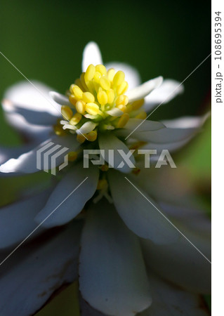 光と影のある八重咲ドクダミの花アップ（自然光・マクロレンズ接写） 108695394