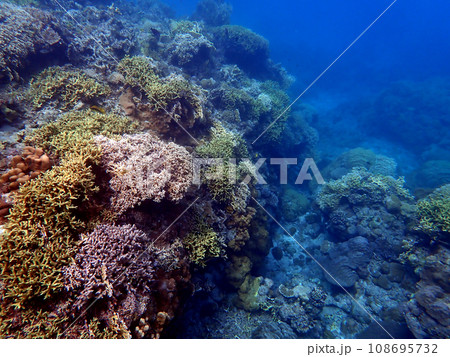 沖縄・慶良間諸島・座間味・安室島シュノーケリング 108695732