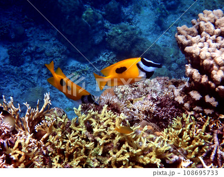 沖縄・慶良間諸島・座間味・安室島シュノーケリング 沖縄・慶良間諸島・座間味・安室島シュノーケリング 108695733