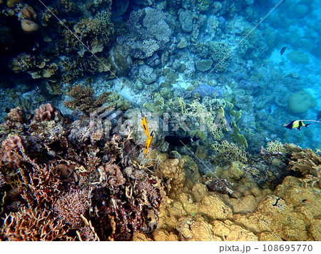 沖縄・慶良間諸島・座間味・安室島シュノーケリング 沖縄・慶良間諸島・座間味・安室島シュノーケリング 108695770
