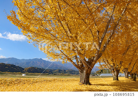 晩秋の長野　伊那谷・中川村渡場のイチョウ並木 02 108695815