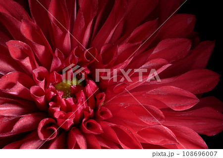 満開のダリア 108696007