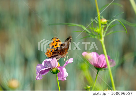 野原のコスモスの花から吸蜜するキタテハ蝶（自然光・マクロレンズ接写） 108696057