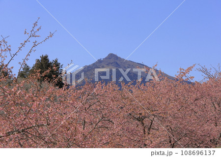 早春の快晴の青空の下、筑波山を背景に鮮やかに咲き誇る河津桜 108696137