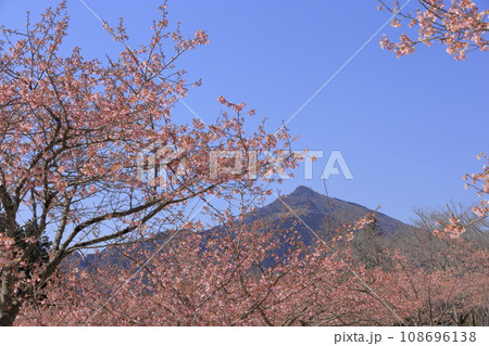 早春の快晴の青空の下、筑波山を背景に鮮やかに咲き誇る河津桜 早春の快晴の青空の下、筑波山を背景に鮮やかに咲き誇る河津桜 108696138