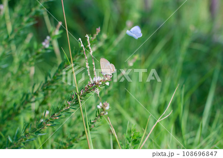 白い蝶の優雅な舞踏 108696847