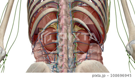 Your adrenal glands are endocrine glands located on top of your Your adrenal glands are endocrine glands located on top of your 108696945