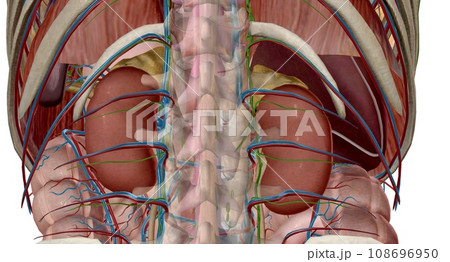 Your adrenal glands are endocrine glands located on top of your Your adrenal glands are endocrine glands located on top of your 108696950