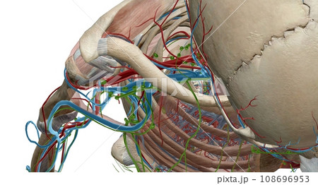 The axillary lymph nodes are a collection of 5 groups of lymph n 108696953