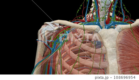 The axillary lymph nodes are a collection of 5 groups of lymph n The axillary lymph nodes are a collection of 5 groups of lymph n 108696954