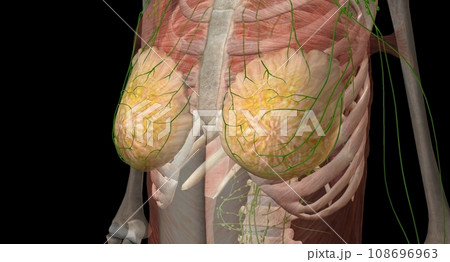 The breast is an apocrine gland that produces the milk used to f 108696963