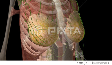 The breast is an apocrine gland that produces the milk used to f 108696964