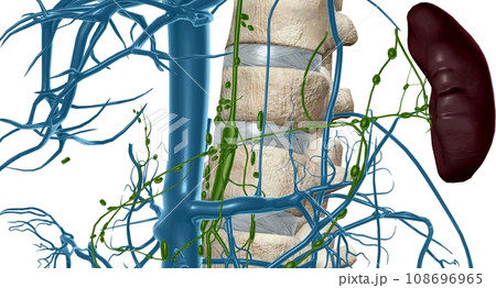 Cisterna chyli is a large midline lymphatic collecting structure located below the aortic cavity of the diaphragm. Cisterna chyli is a large midline lymphatic collecting structure located below the aortic cavity of the diaphragm. 108696965