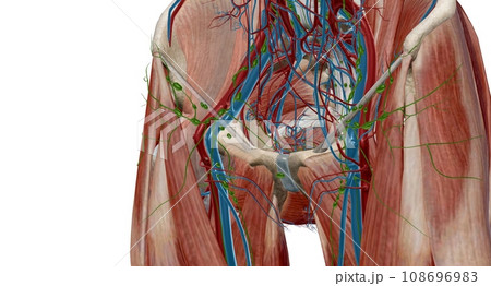 The inguinal lymph nodes are in the groin area and classify as superficial and deep. 108696983