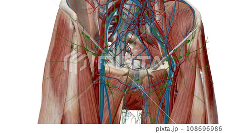 The inguinal lymph nodes are in the groin area and classify as superficial and deep. The inguinal lymph nodes are in the groin area and classify as superficial and deep. 108696986