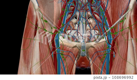 The inguinal lymph nodes are in the groin area and classify as superficial and deep. 108696992