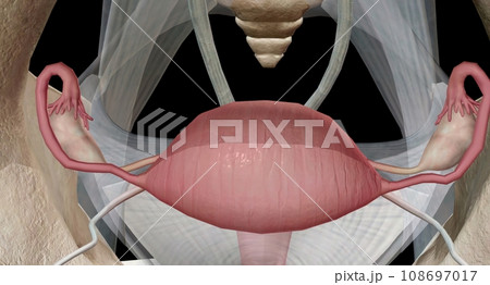 The ovaries are small, oval shaped glands located on either side of your uterus. The ovaries are small, oval shaped glands located on either side of your uterus. 108697017