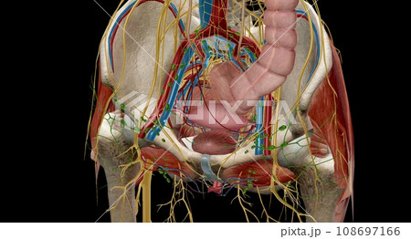 The pelvic region of the trunk is the lower p of the trunk, betw The pelvic region of the trunk is the lower p of the trunk, betw 108697166