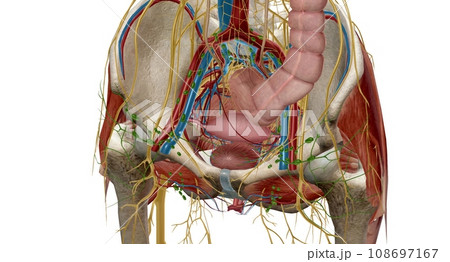 The pelvic region of the trunk is the lower p of the trunk, betw The pelvic region of the trunk is the lower p of the trunk, betw 108697167