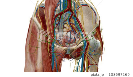 Pelvic lymph nodes and vessels 108697169