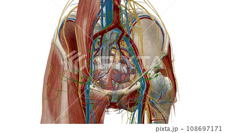Pelvic lymph nodes and vessels 108697171