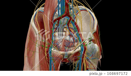 Pelvic lymph nodes and vessels 108697172