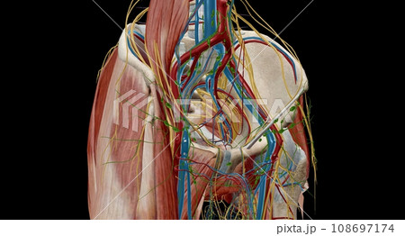 Pelvic lymph nodes and vessels Pelvic lymph nodes and vessels 108697174