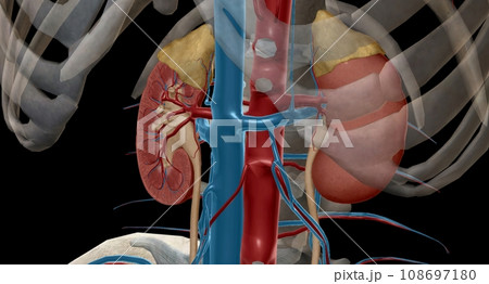 The renal eries are large blood vessels that carry blood from your he to your kidneys. 108697180