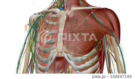 Thoracic and mediastinal lymph nodes and lymphatics Thoracic and mediastinal lymph nodes and lymphatics 108697189