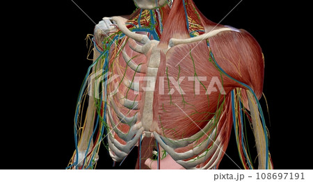 Thoracic and mediastinal lymph nodes and lymphatics 108697191