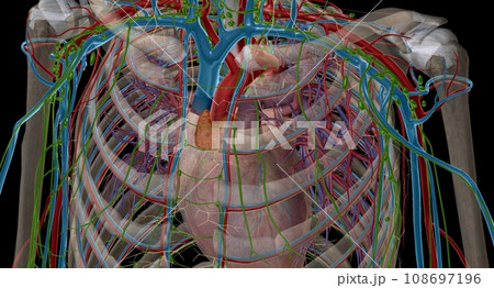 The thymus is an important p of the body's immune system. 108697196