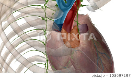 Thymus gland is also p of your endocrine system. 108697197