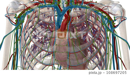 The thymus is an important p of the body's immune system. The thymus is an important p of the body's immune system. 108697205