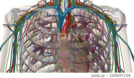 The thymus is an important p of the body's immune system. 108697206