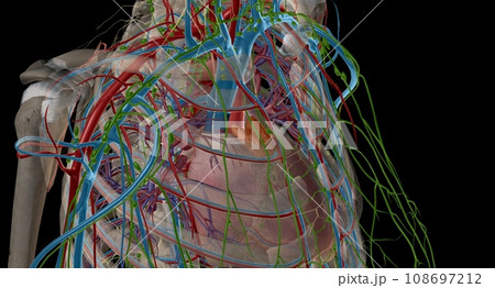 The thymus is an important p of the body's immune system. The thymus is an important p of the body's immune system. 108697212