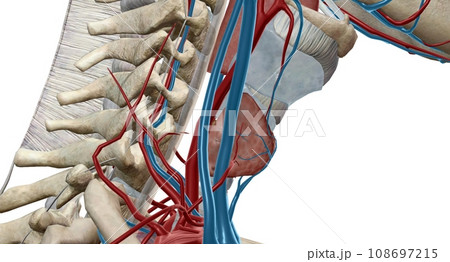 Thyroid is an important endocrine gland that makes and releases 108697215
