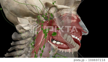 The tonsils are lymph nodes in the back of the mouth and top of the throat. 108697218