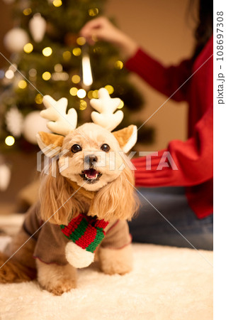 ペット犬と過ごすクリスマス 108697308