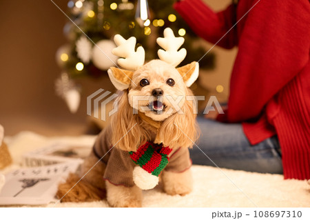 ペット犬と過ごすクリスマス 108697310