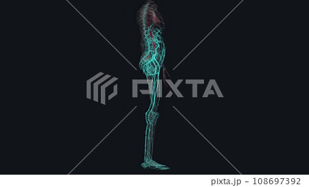 In human anatomy, the abdominal aorta is the largest artery in the abdominal cavity In human anatomy, the abdominal aorta is the largest artery in the abdominal cavity 108697392