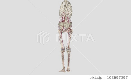 In human anatomy, the abdominal aorta is the largest artery in the abdominal cavity 108697397
