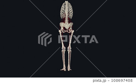 In human anatomy, the abdominal aorta is the largest artery in the abdominal cavity In human anatomy, the abdominal aorta is the largest artery in the abdominal cavity 108697408