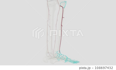 The anterior tibial artery is an artery of the leg 108697432