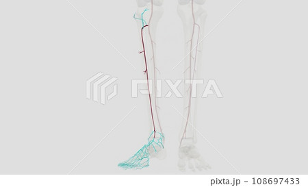 The anterior tibial artery is an artery of the leg The anterior tibial artery is an artery of the leg 108697433