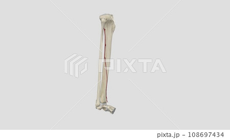 The anterior tibial artery is an artery of the leg The anterior tibial artery is an artery of the leg 108697434
