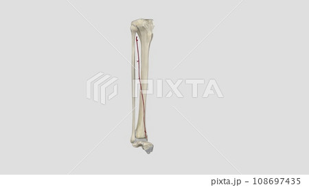 The anterior tibial artery is an artery of the leg The anterior tibial artery is an artery of the leg 108697435